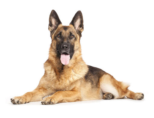 Big country hot sale german shepherds